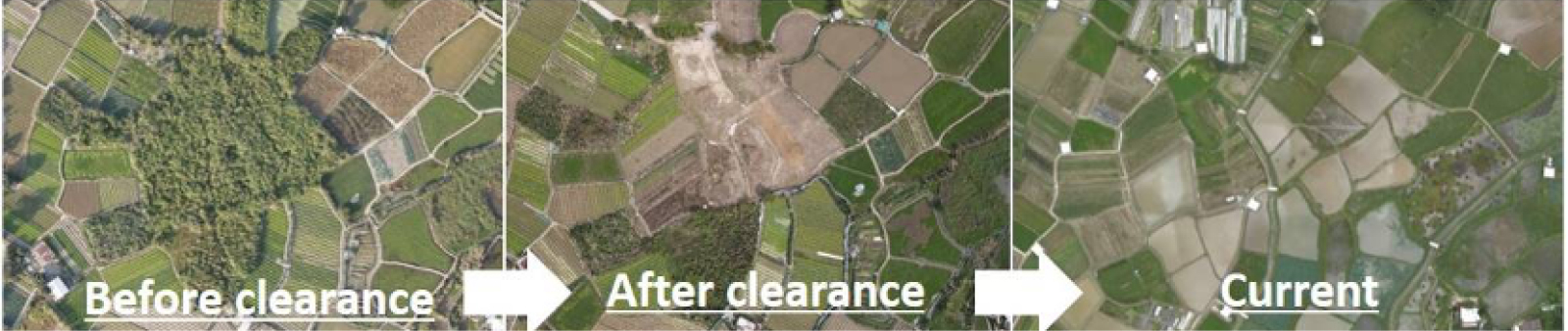 Clearance of banana field, which is incompatible with wetland habitats