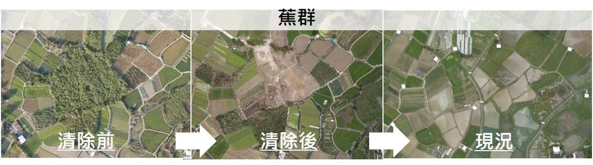 清除與濕地生境不配合的蕉群