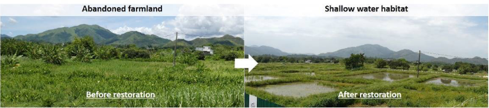 Restore abandoned farmland into shallow water habitat