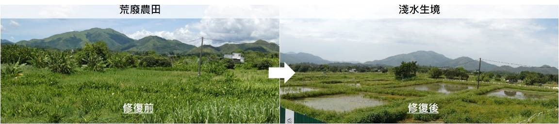 修復荒廢農地成為淺水生境