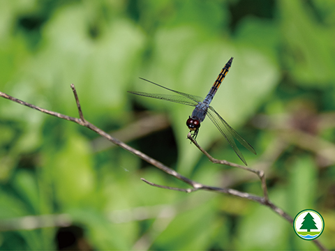 Long Valley Nature Park - Ecology of Long Valley