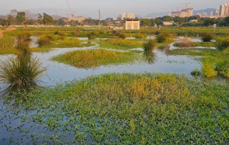 Marsh with wetland plants