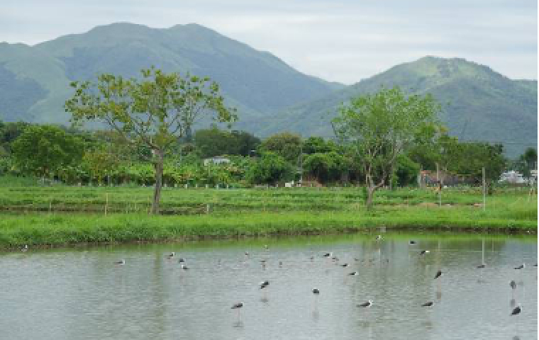 Water birds standing in shallow water habitat